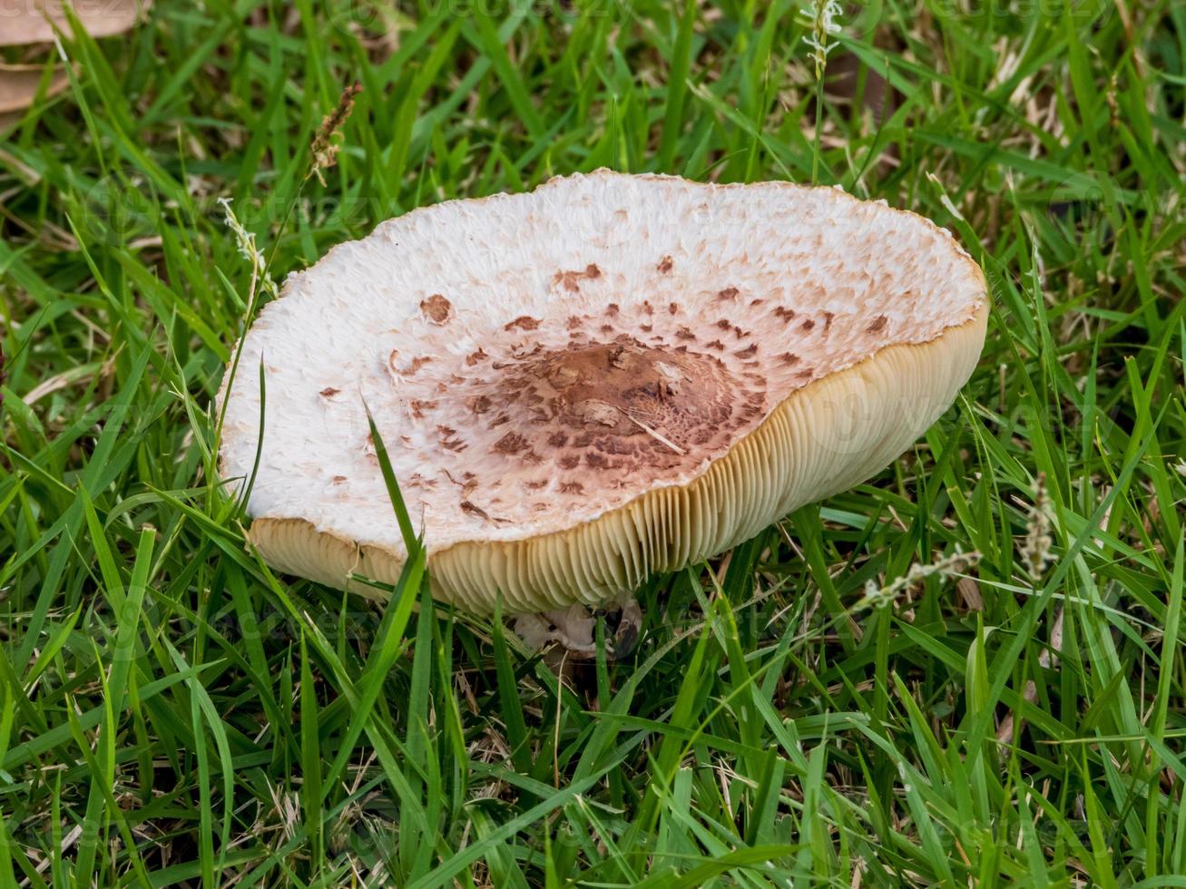 mushroom blooming in the garden photo