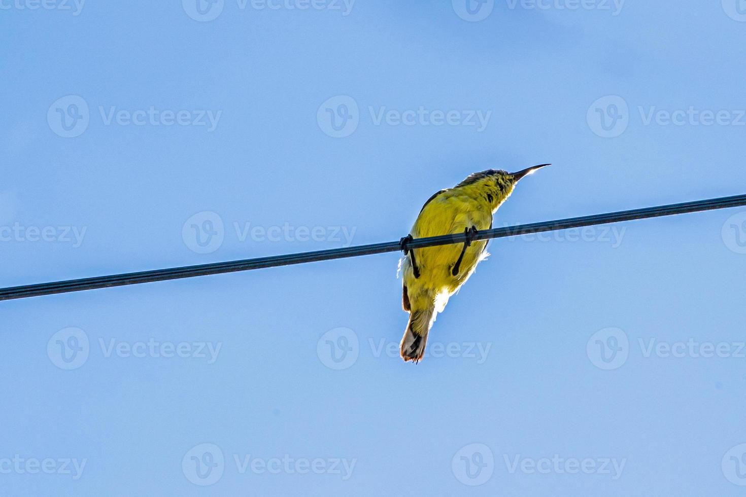 Olive backed sunbird, Yellow bellied sunbird berched on wire photo