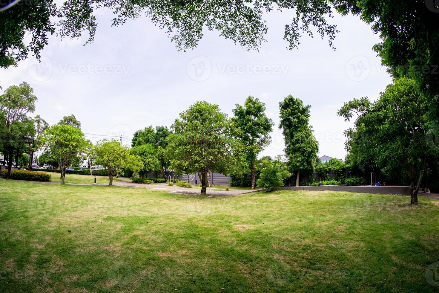 grandes arboles en el jardin foto