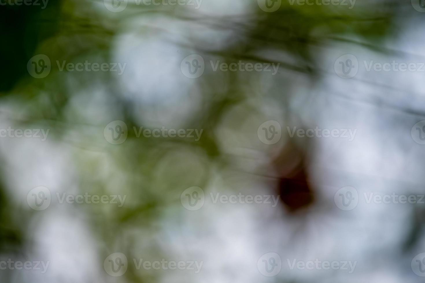 bokeh background nature in the garden photo