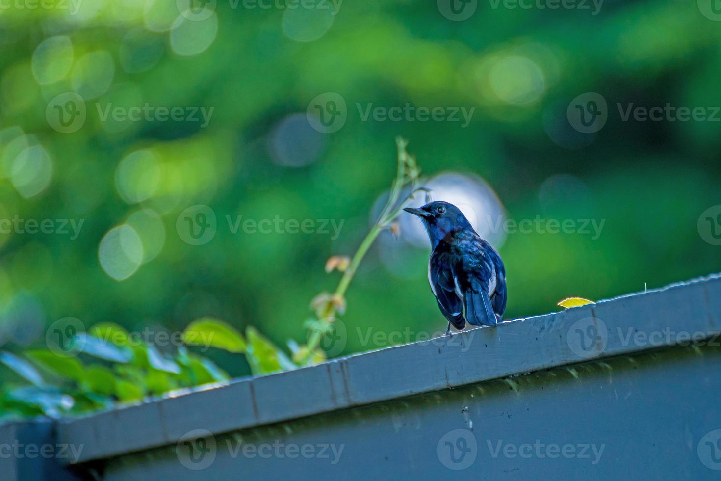 Oriental Magpie Robin stand on the fence photo