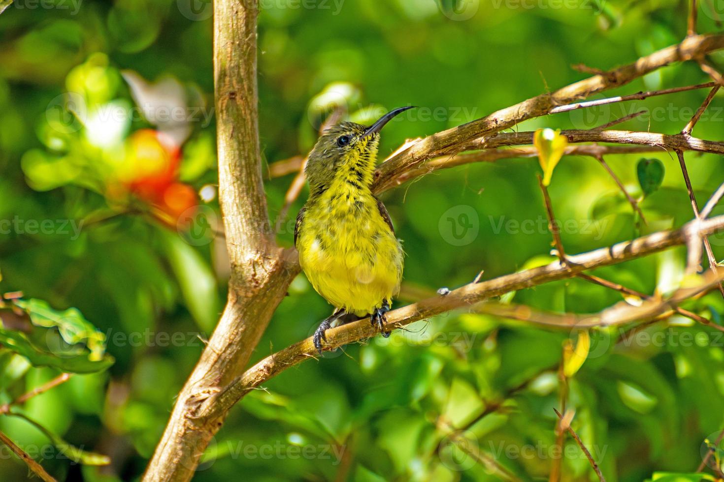 Sunbird de espalda verde oliva, Sunbird de vientre amarillo en el jardín foto