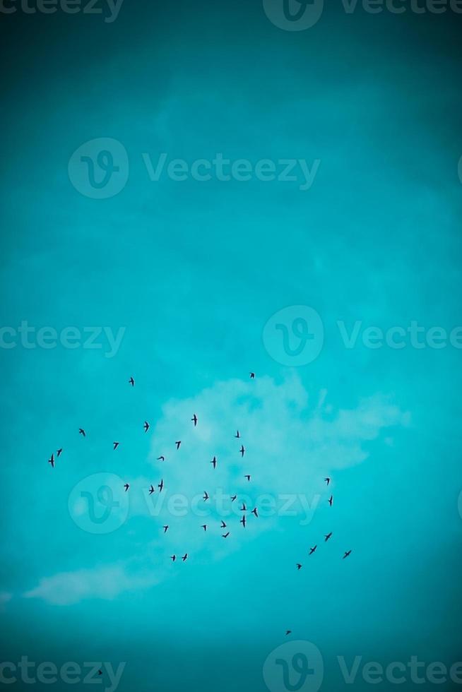 The beautiful blue sky with Birds photo