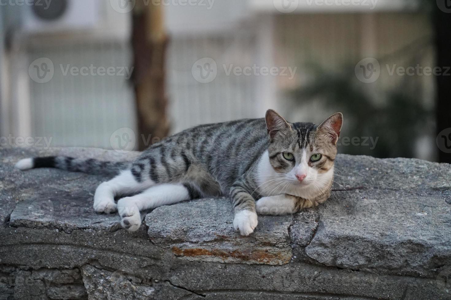 The cute homeless street cat photo