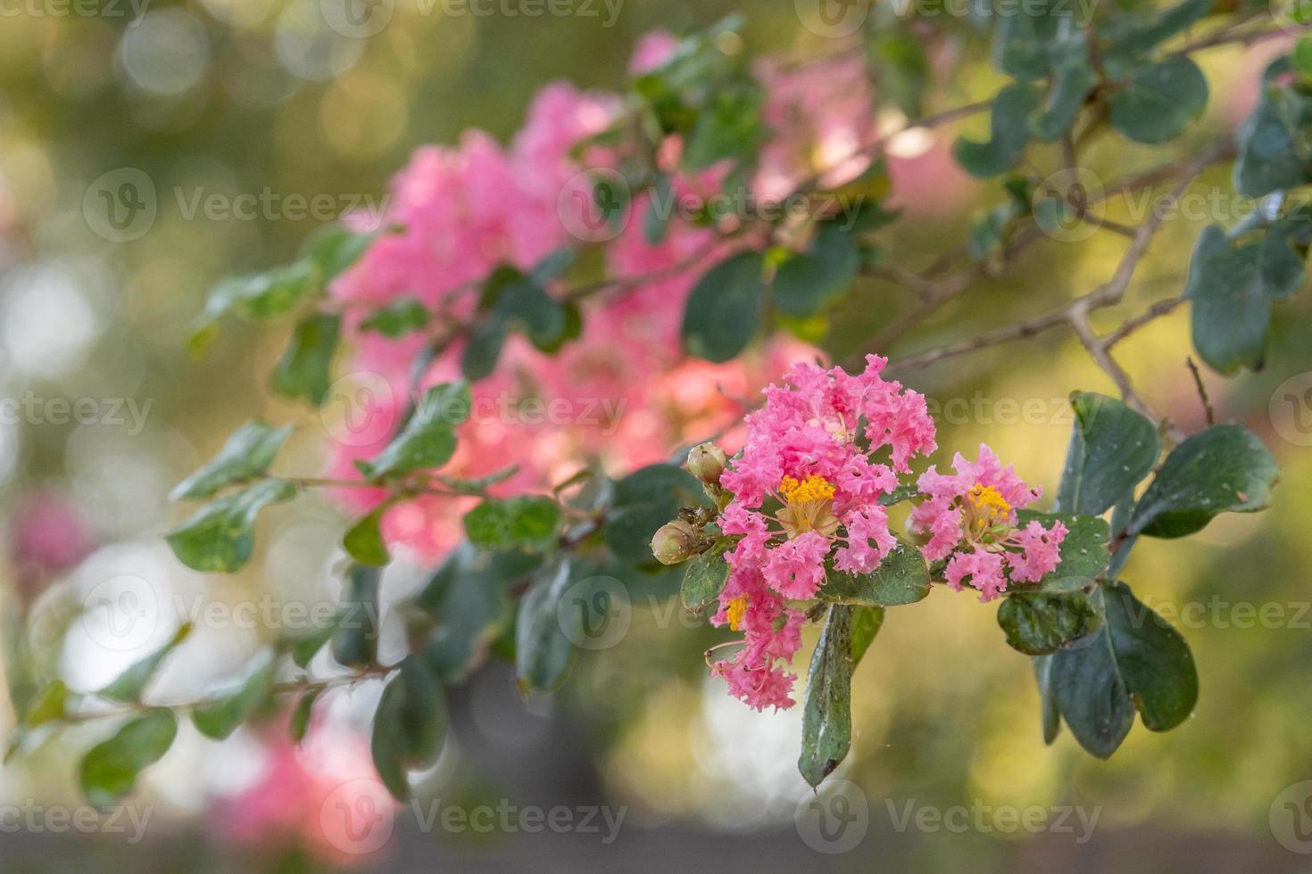 Pink crepe myrtle blooms growing on a stem. photo
