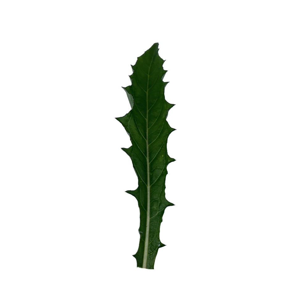 green leaves with pointed ends png