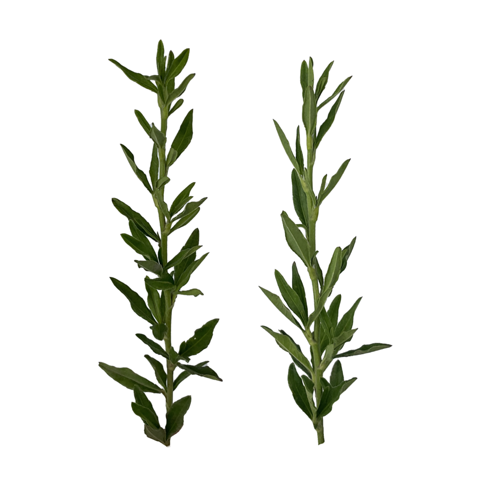 leaves of weeds that have many leaves png