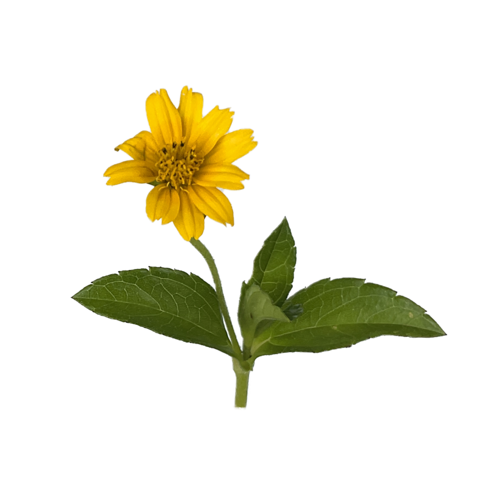 yellow leaves with stalks and leaves png