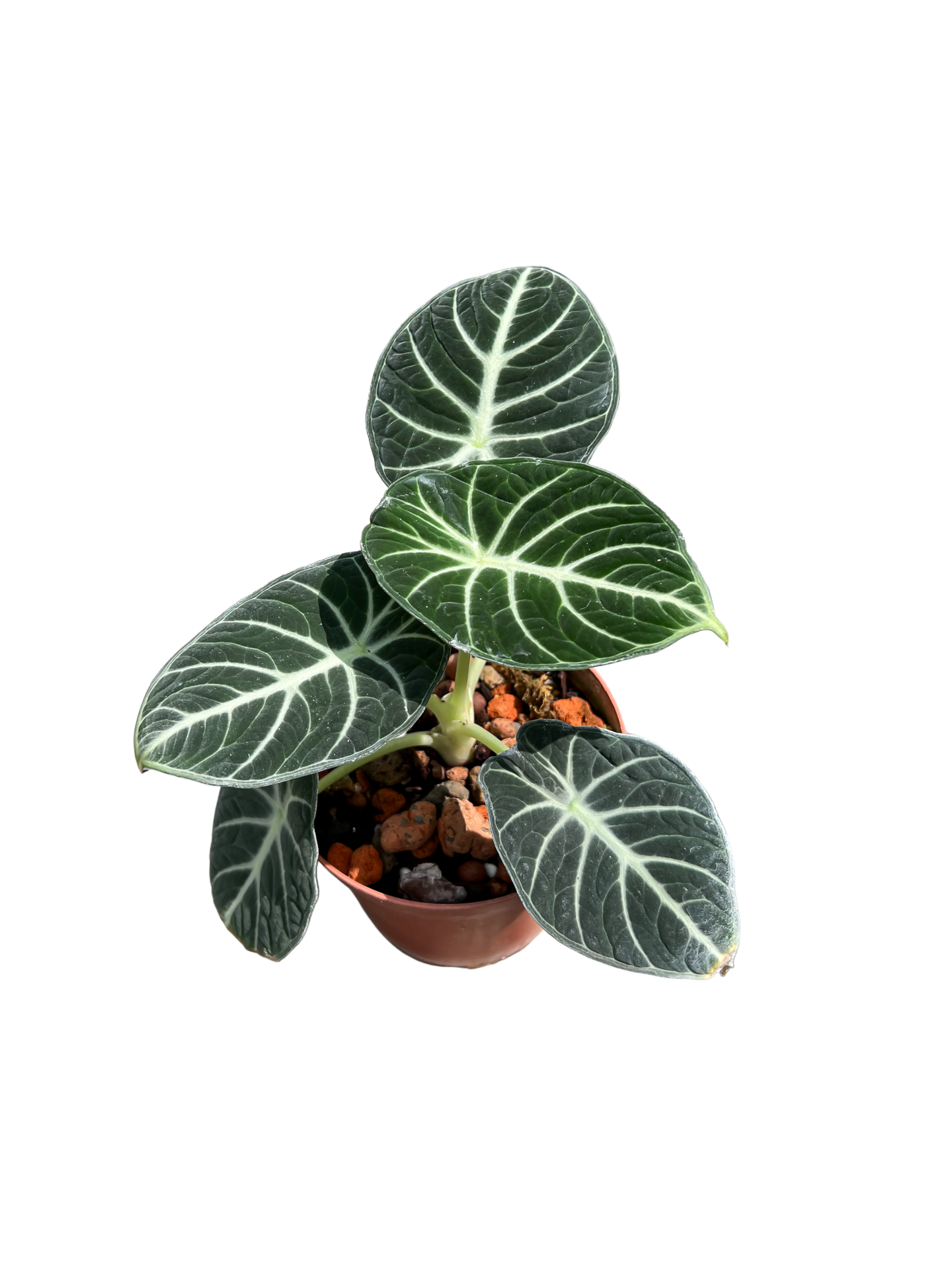 plante d’alocasia en pot avec fond isolé. velours noir alocasia
