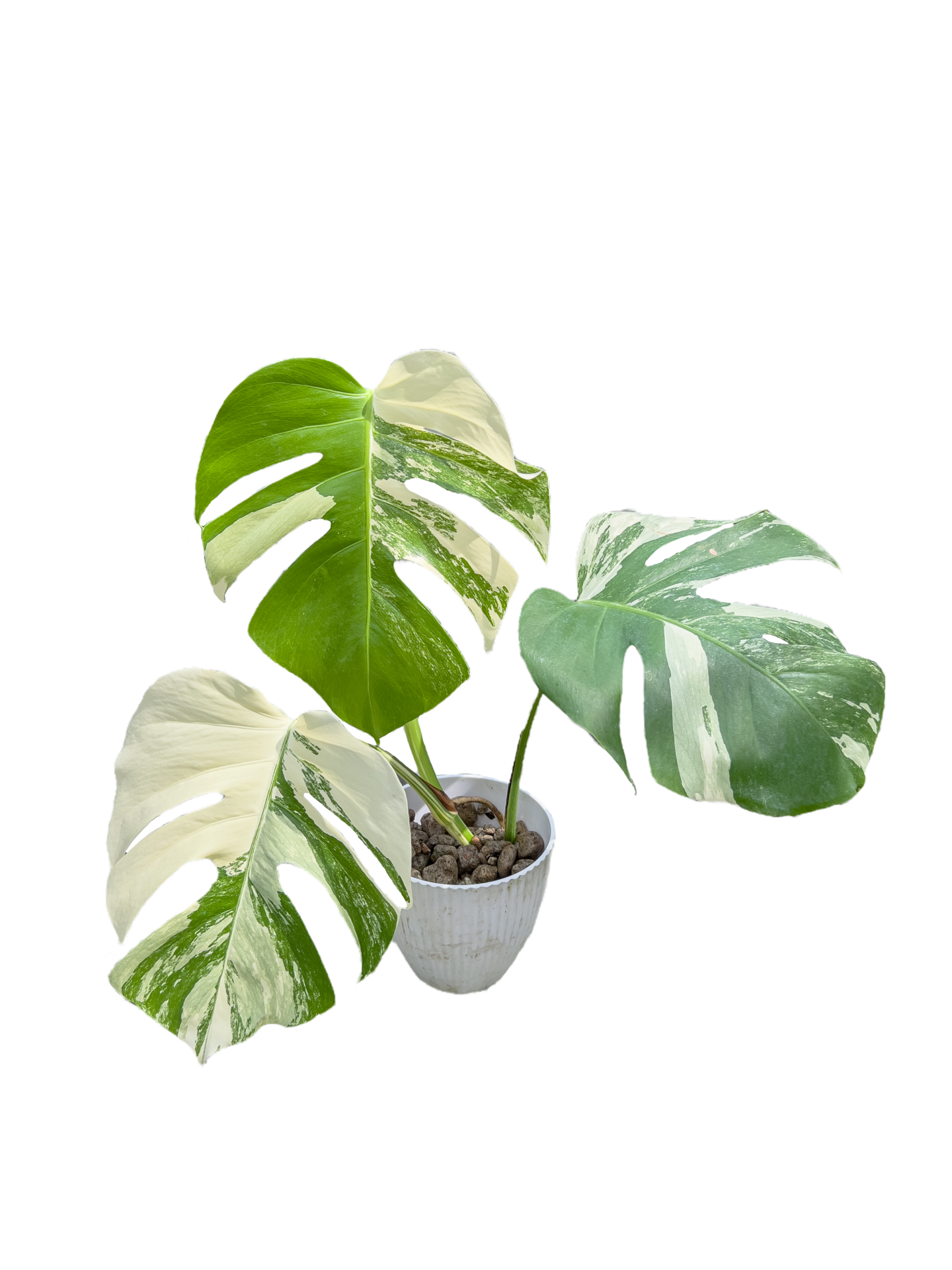monstera borsigiana albo variegata in potten Aan achtergrond. 11841984 PNG