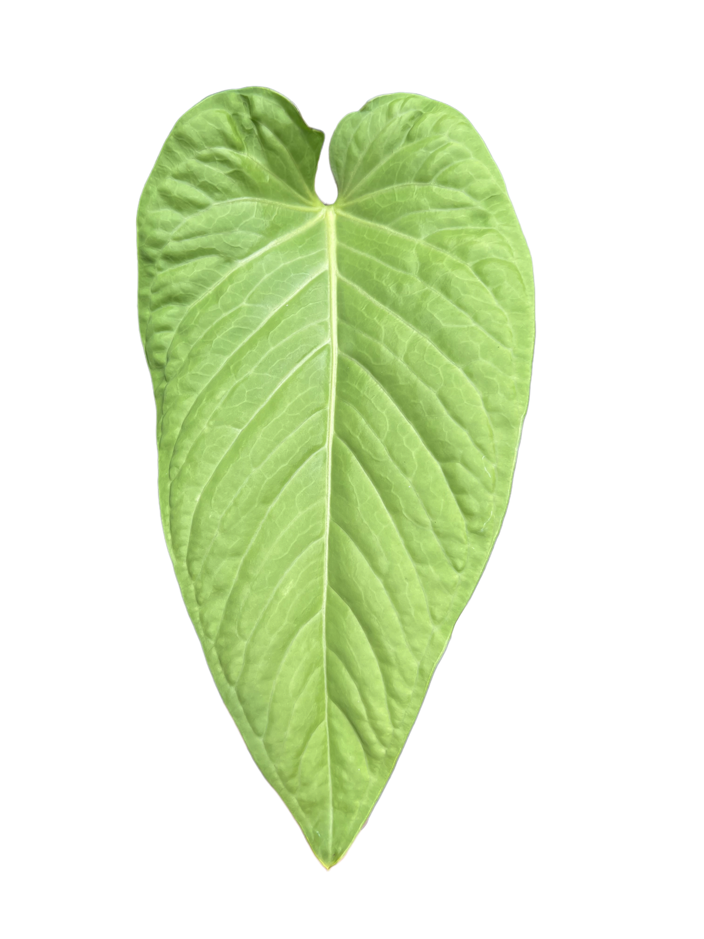 Anthurium pulcachense plant leaf with beautiful lace pattern on