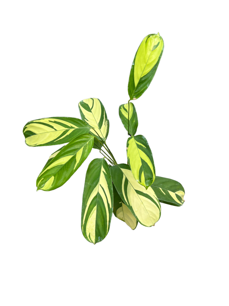 ctenanthe lubbersiana planta de mosaico dorado en el fondo. png