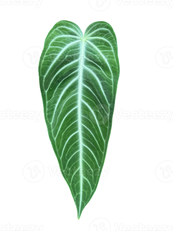 Young leaf of Anthurium villenaorum belongs to the flowering anthurium in the aroid family Araceae on background. png