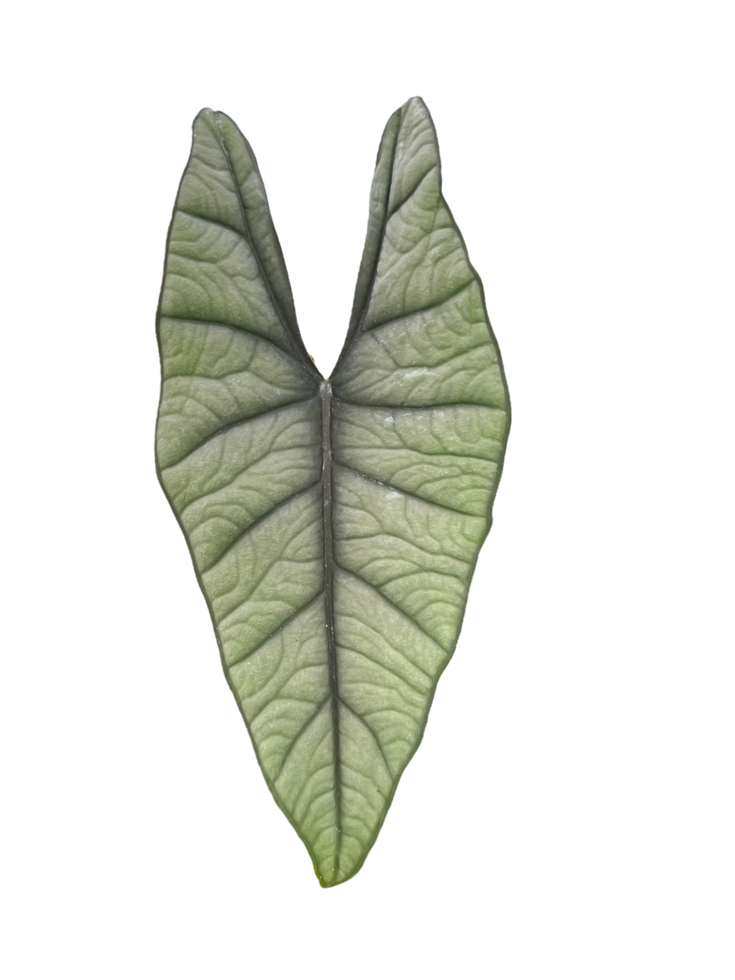 hoja de planta ornamental exótica de alocasia bisma en el fondo. png