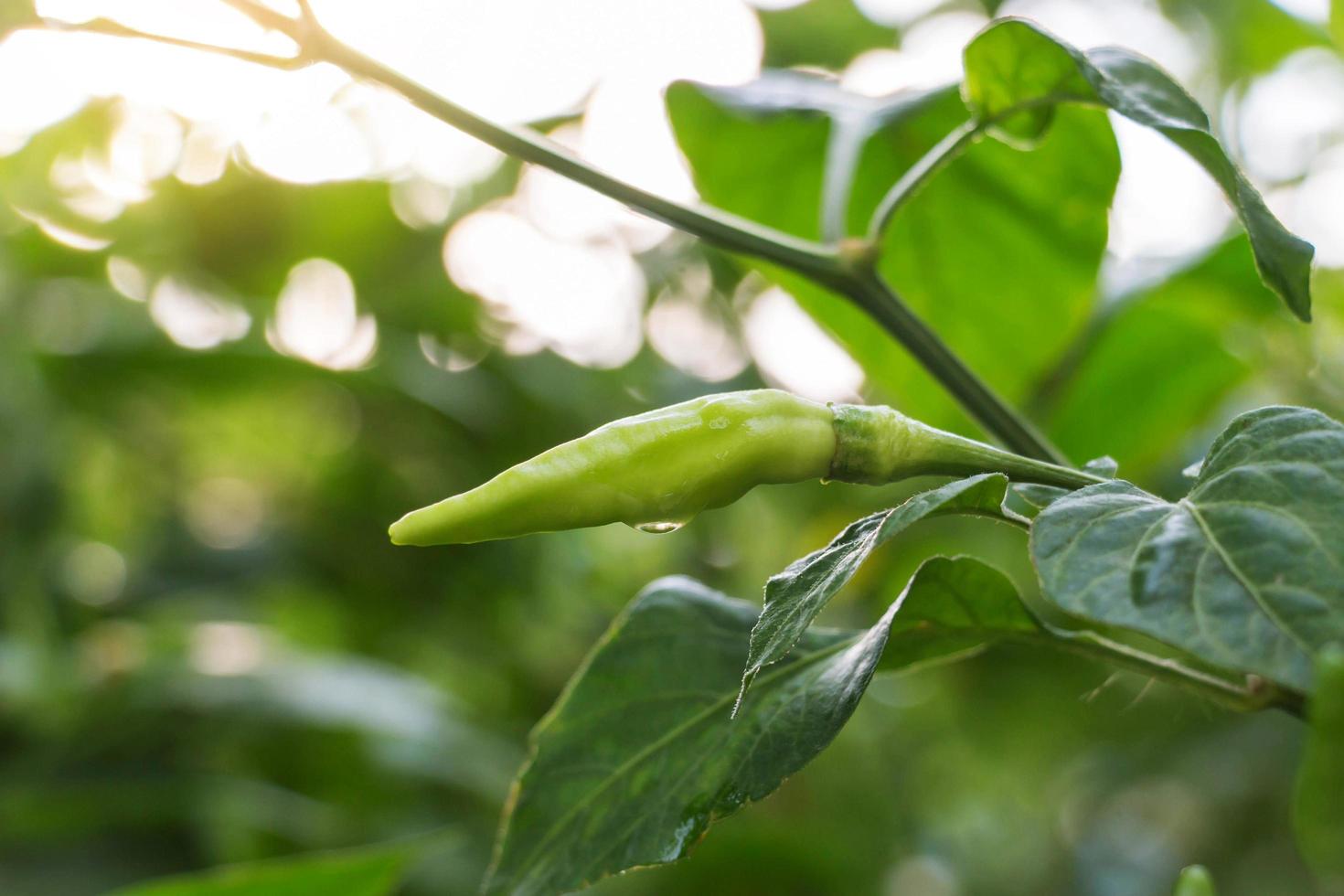 green chili in garden photo