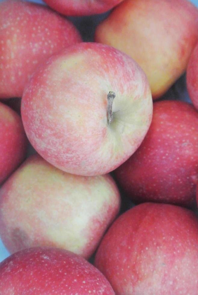 fresh ripe red and yellow apples, Belgrad, Serbia, 15.9.2022 photo