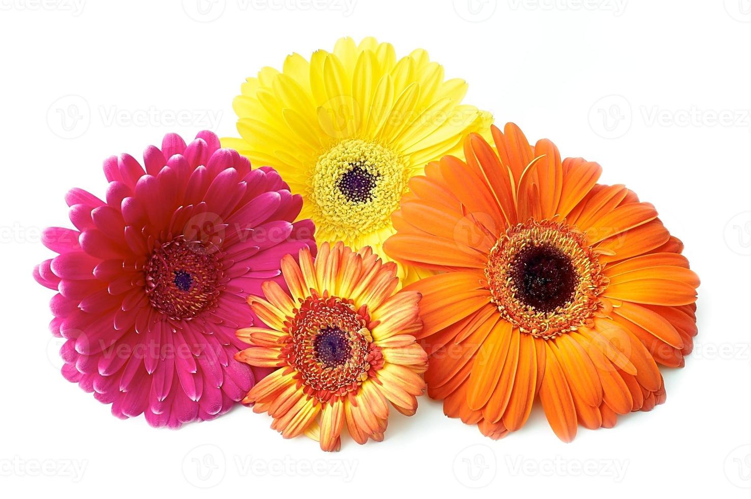 Beautiful gerbera flowers photo