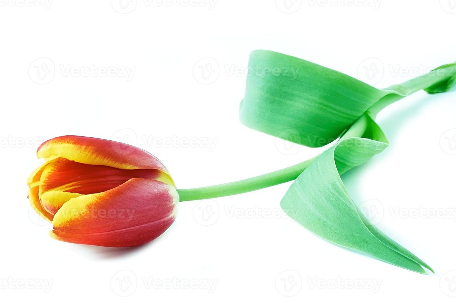 Beautiful tulip flowers photo