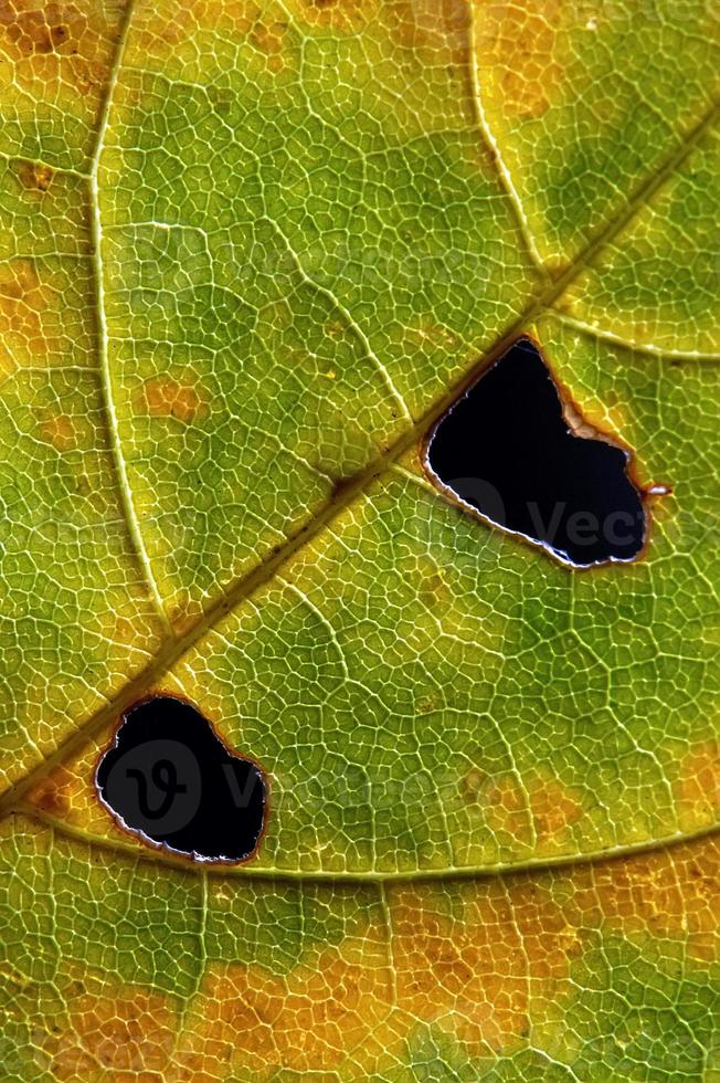 Leaf autumn and hole photo