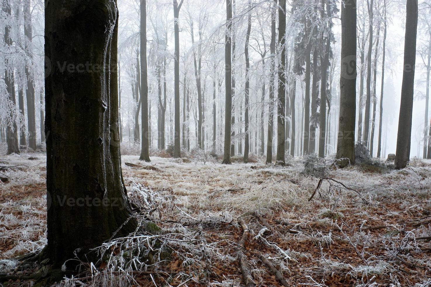 In frosty beech forest photo
