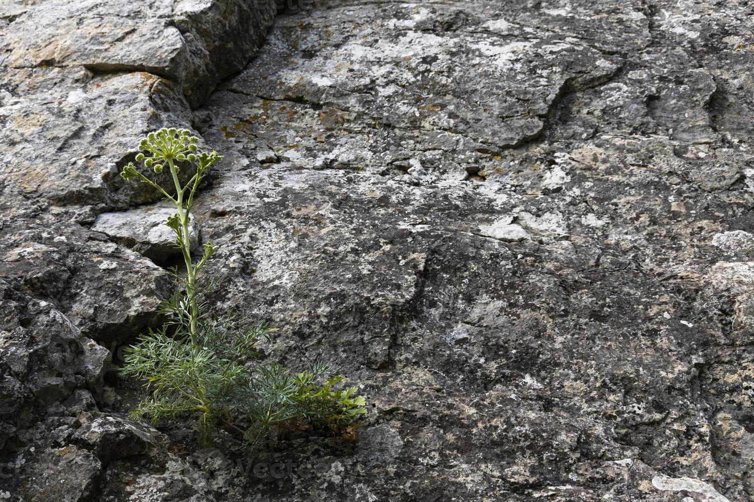 Seseli Gill, wild carrot flower, yarrow flower, Millefolium Achillea, solitary plant on gray limestone marble stone background. photo