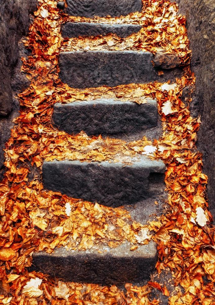 Colorful autumn leaves on stairs in forest photo