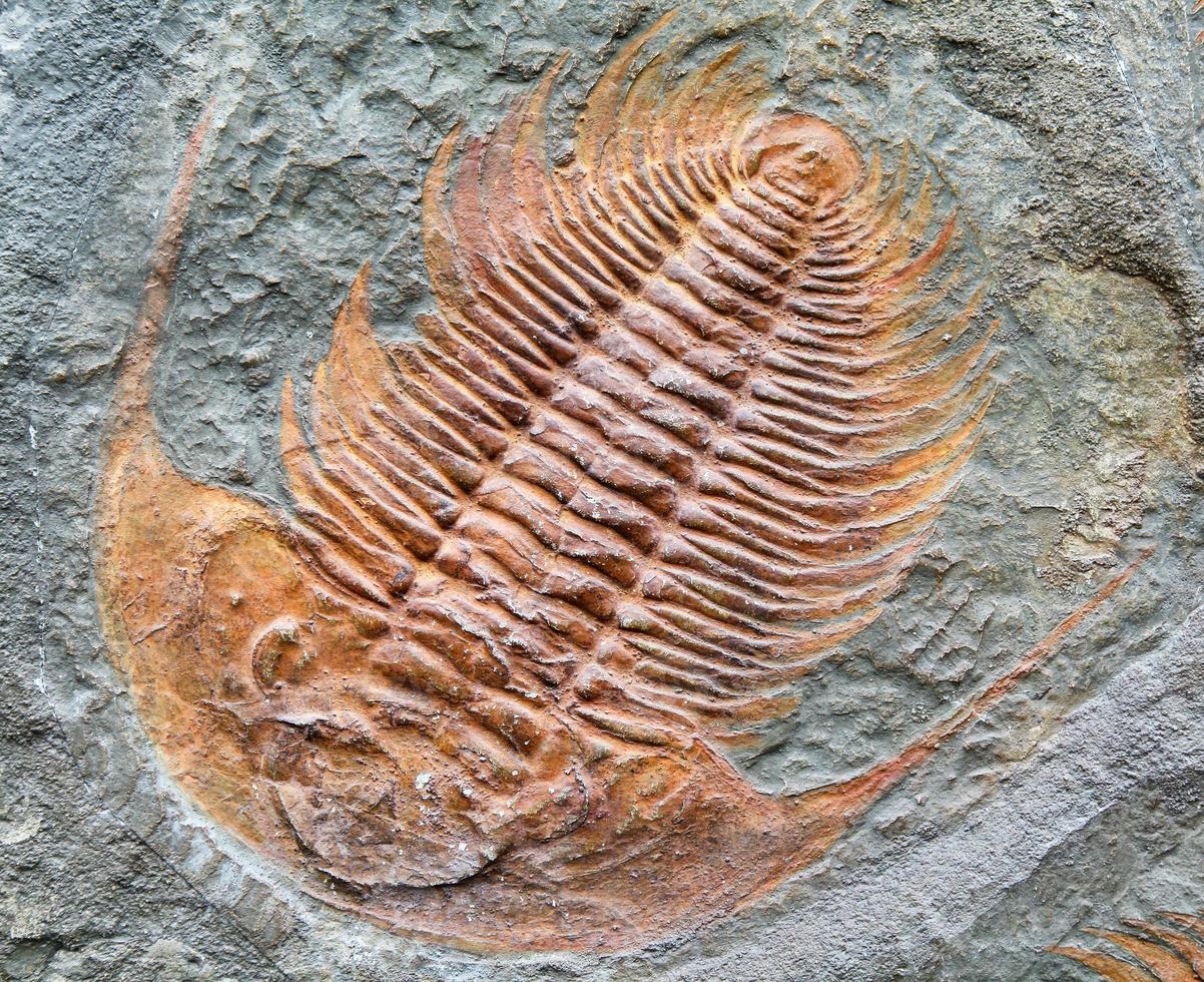 Fossilized animal - trilobite fossill. photo