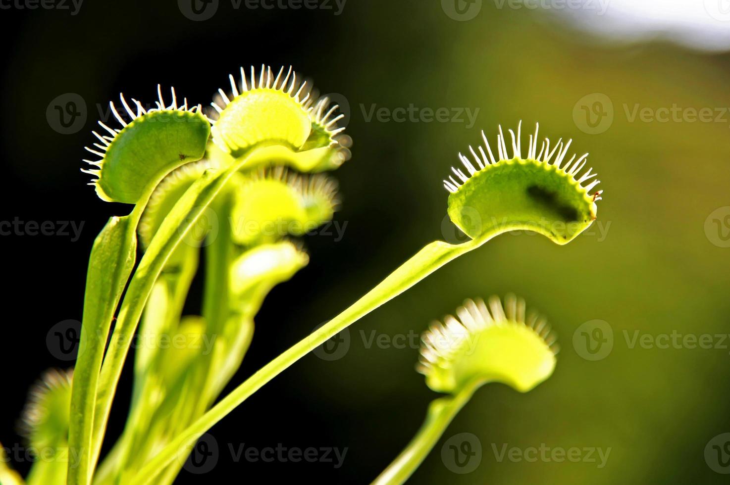 Fly eaten by a hungry venus fly trap plant photo