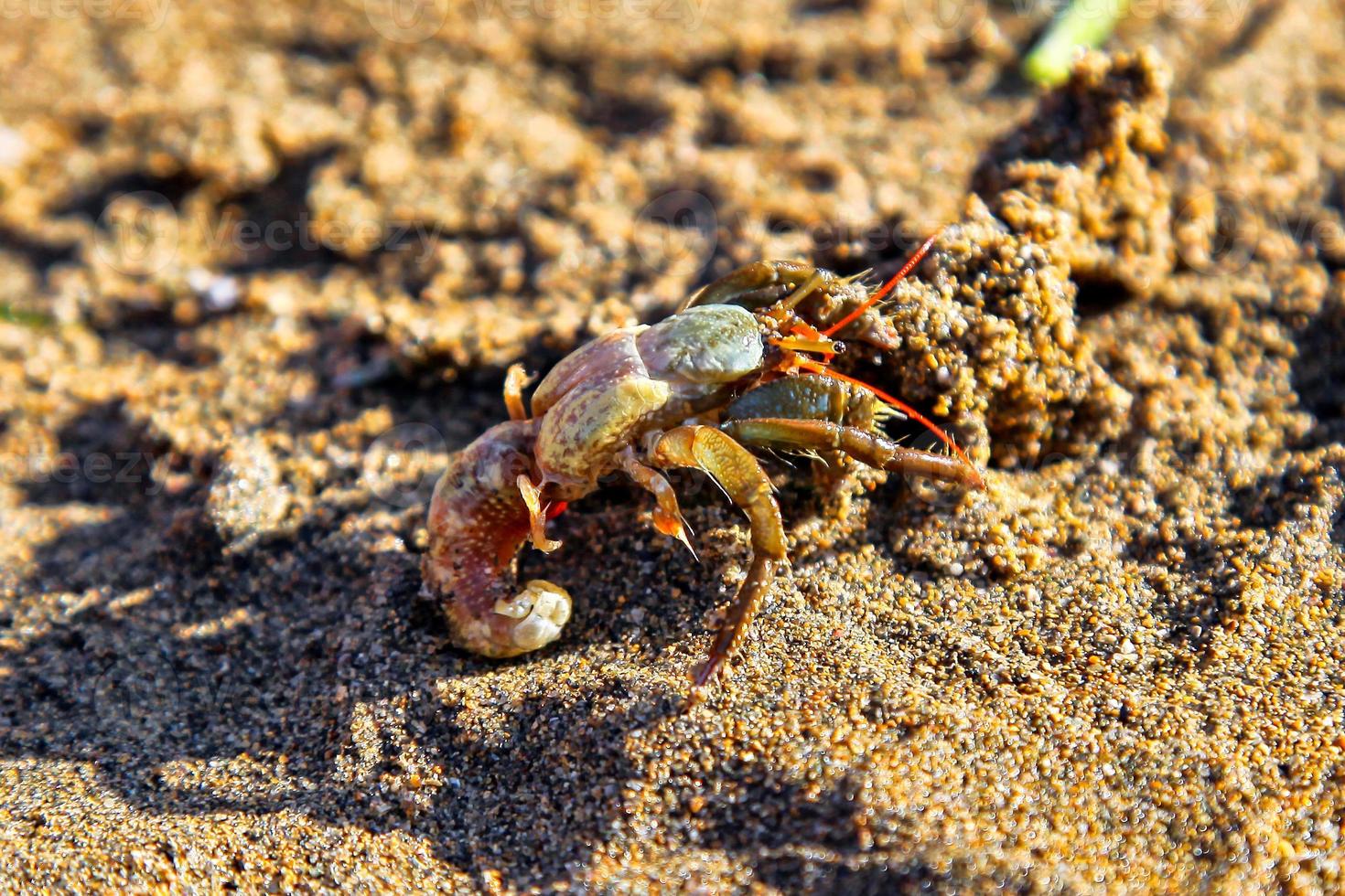 Crab on the sandy beach photo