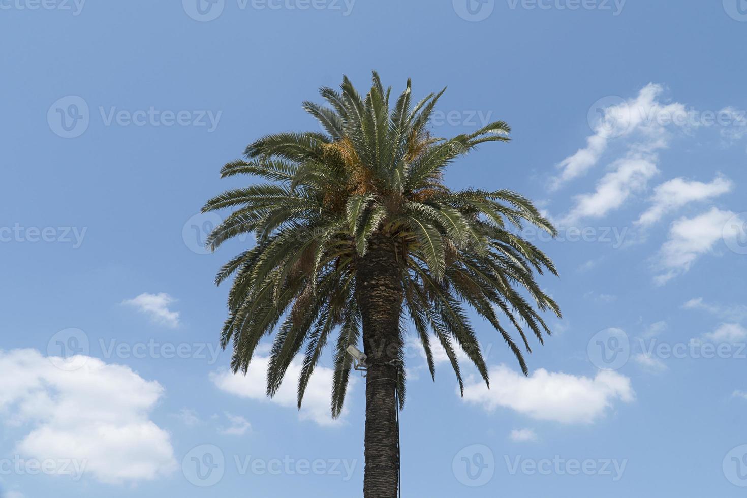 Palm tree in the sky photo