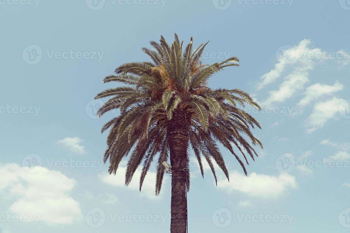 Palm tree in the sky photo