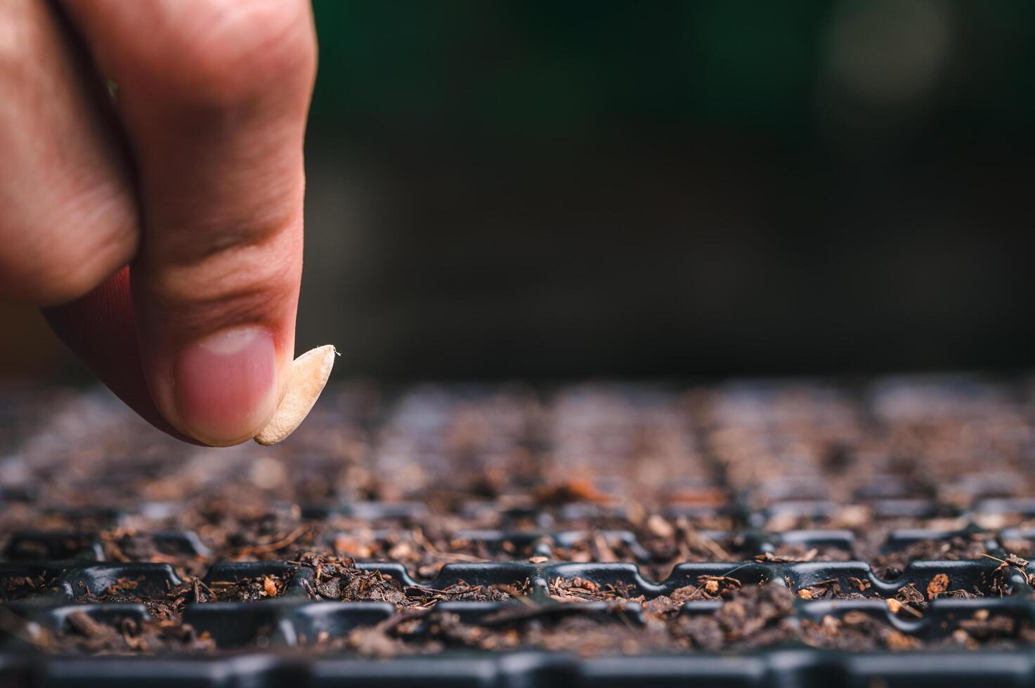 Planting seeds, vegetables and fruits in planting trays. 11843553 Stock