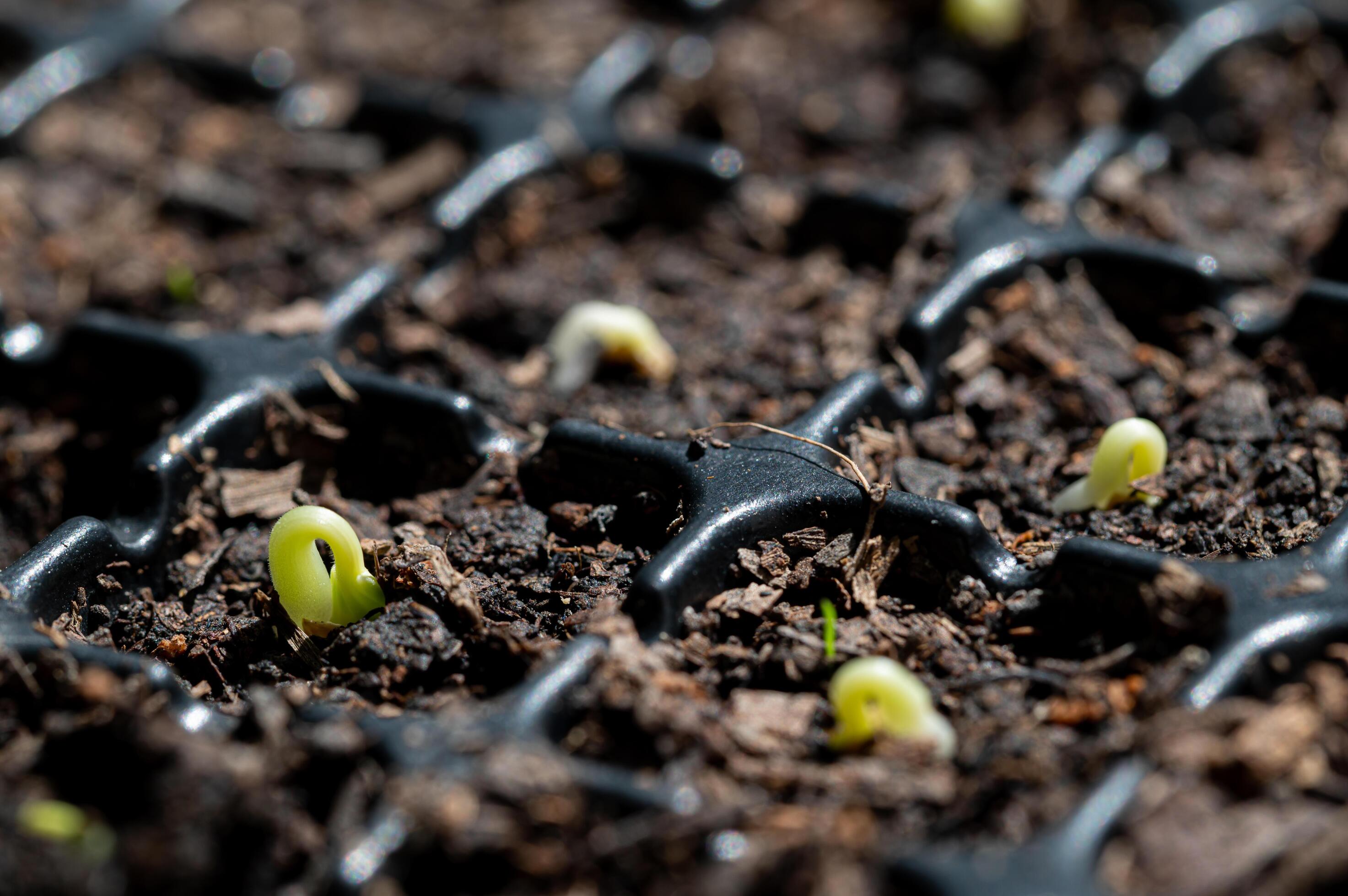 cultivate-vegetables-and-fruits-in-planting-trays-growing-11843562