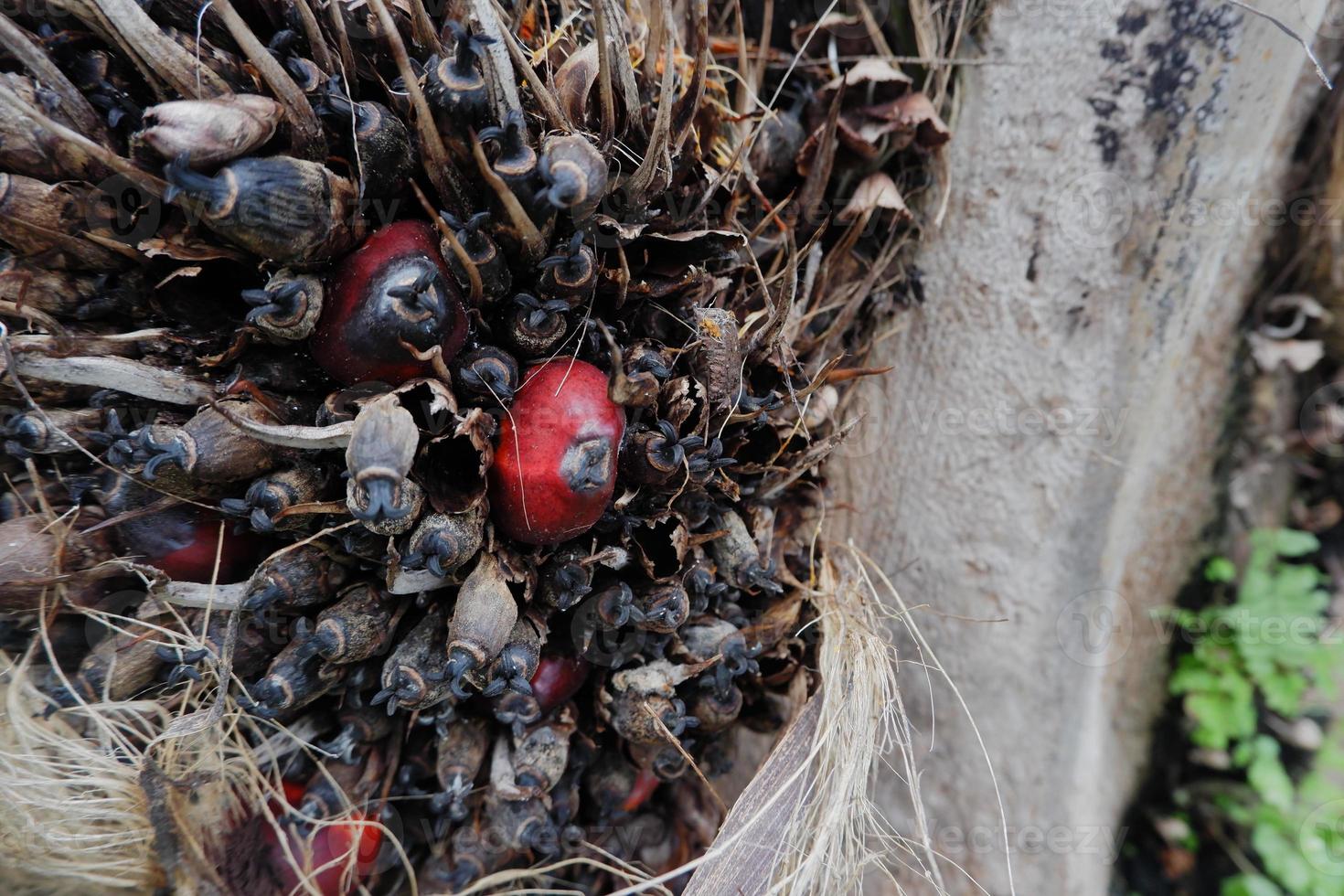 selective focus on damaged oil palm fruit and crop failure causes prices to fall photo