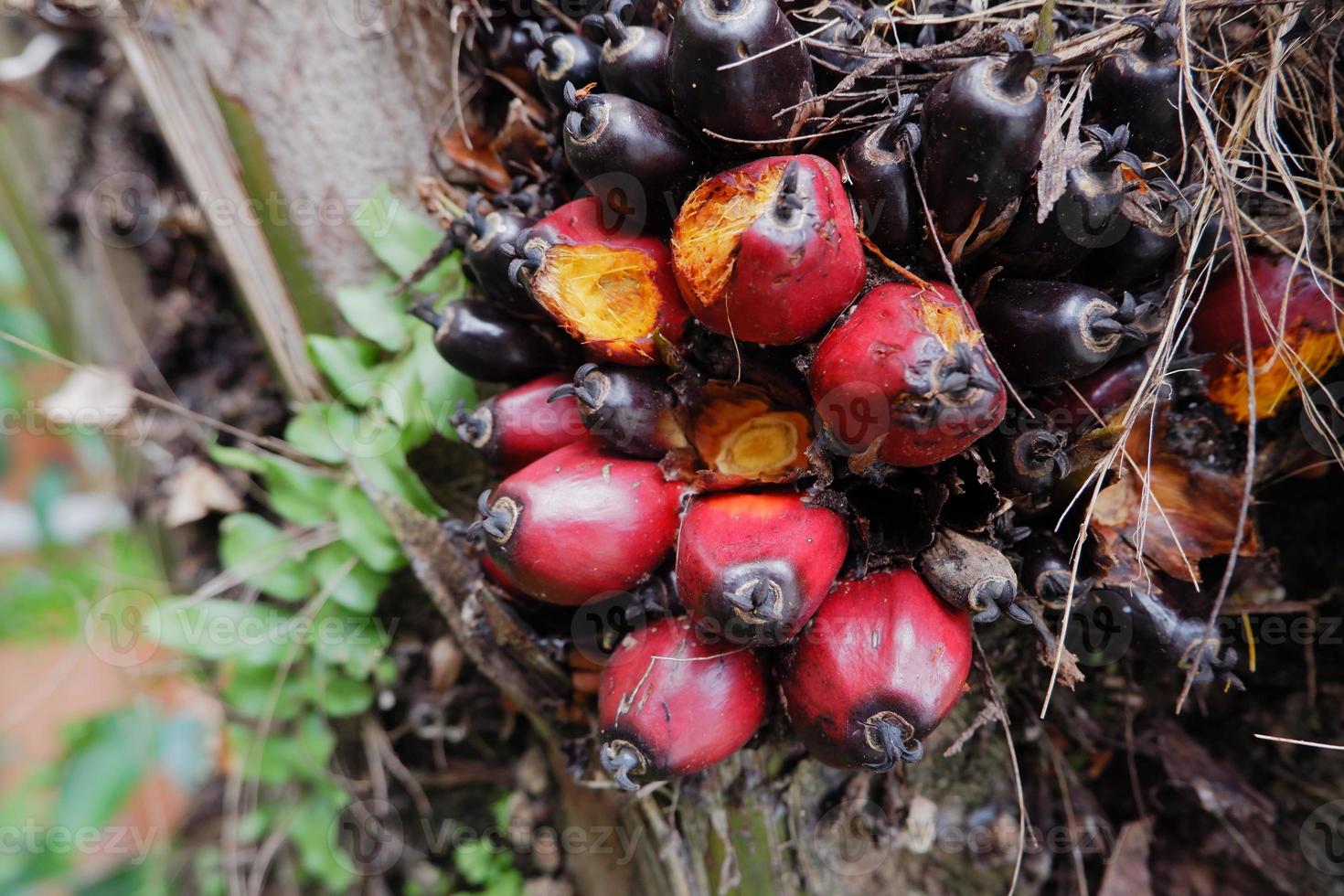 selective focus on damaged oil palm fruit and crop failure causes prices to fall photo