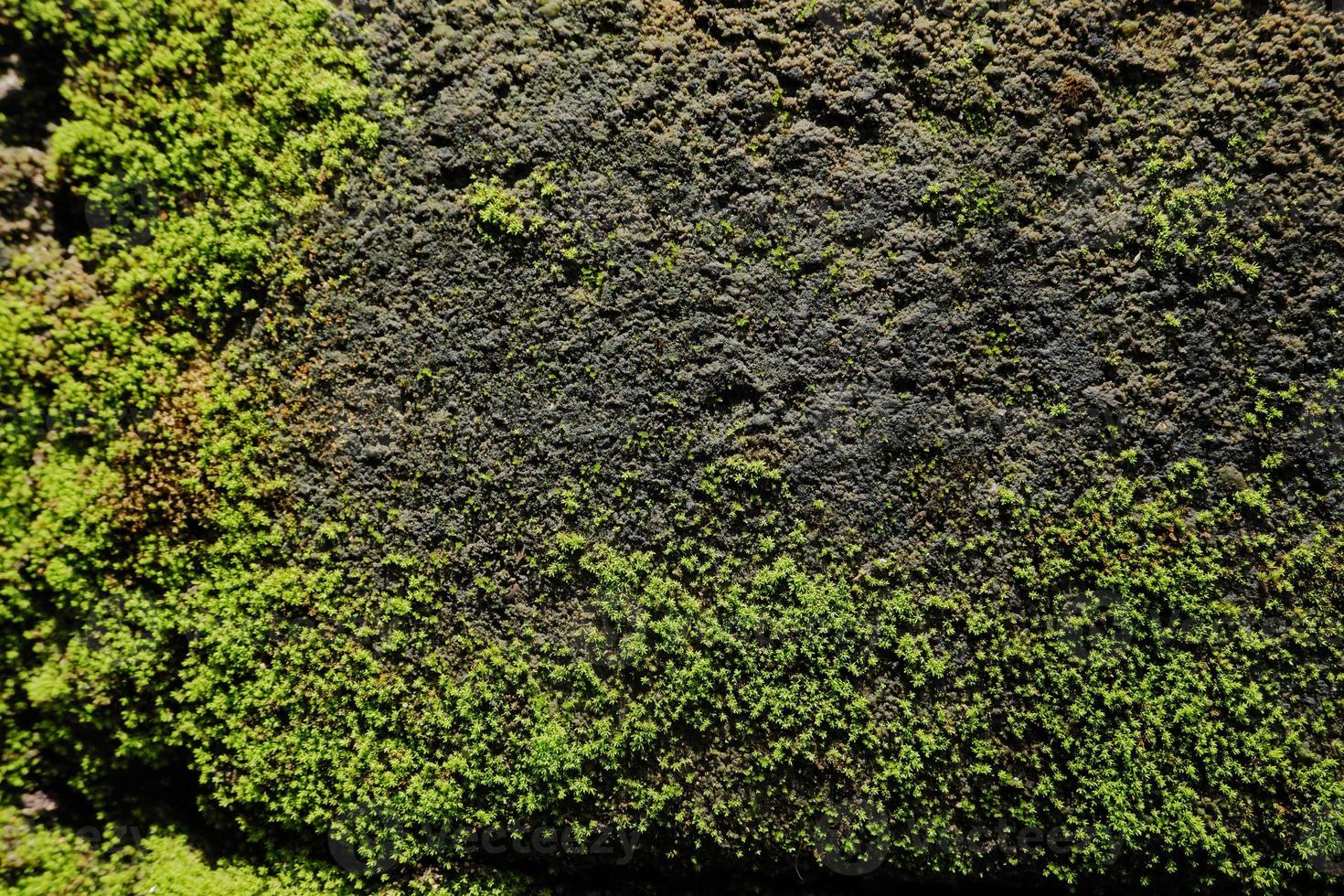 selective focun on  Beautiful Bright Green moss grown up cover the rough stones and on the floor photo