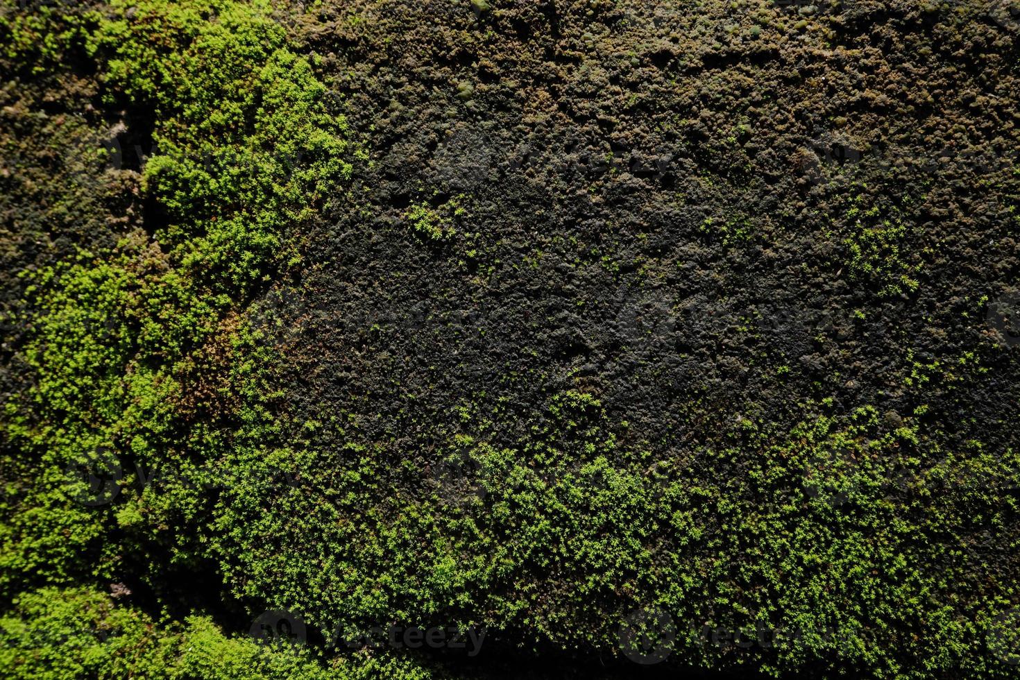 selective focun on  Beautiful Bright Green moss grown up cover the rough stones and on the floor photo