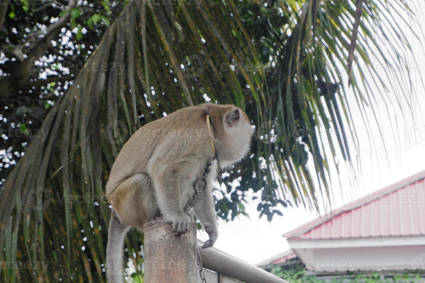 selective focus on a long-tailed monkey tied with an iron chain around its neck, a wild animal that is kept as a resident's pet photo