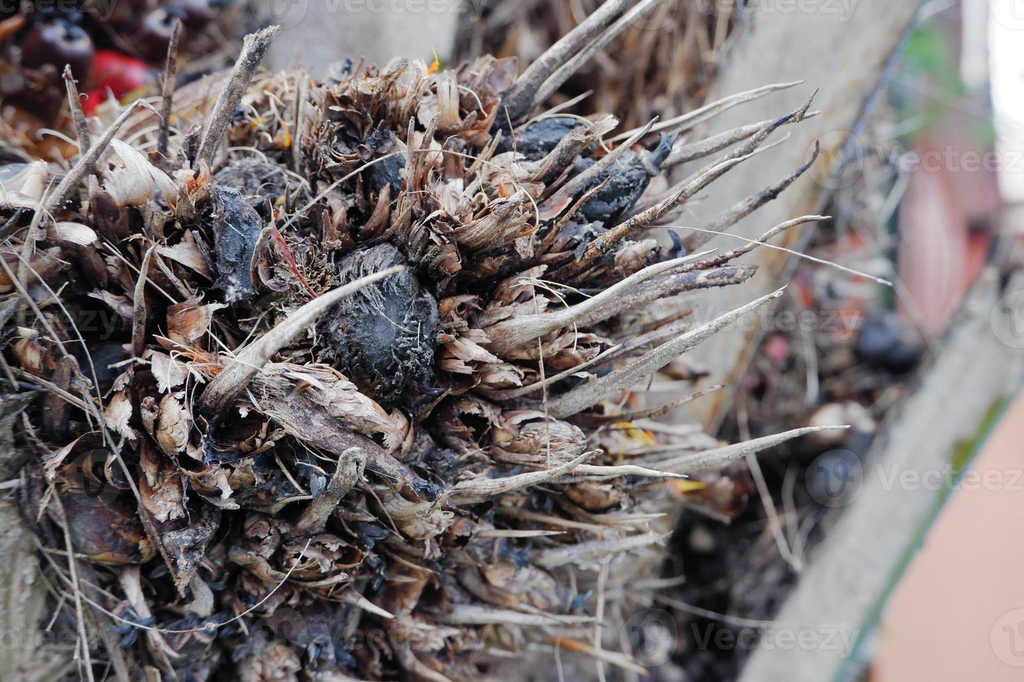 selective focus on damaged oil palm fruit and crop failure causes prices to fall photo