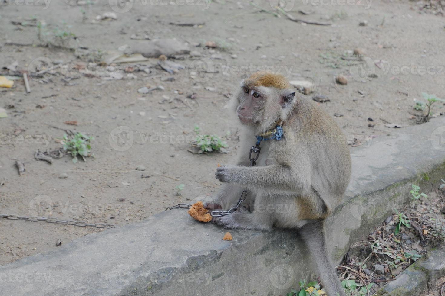 selective focus on a long-tailed monkey tied with an iron chain around its neck, a wild animal that is kept as a resident's pet photo