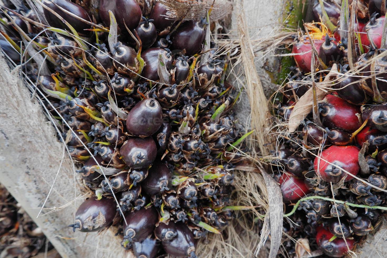 selective focus on damaged oil palm fruit and crop failure causes prices to fall photo