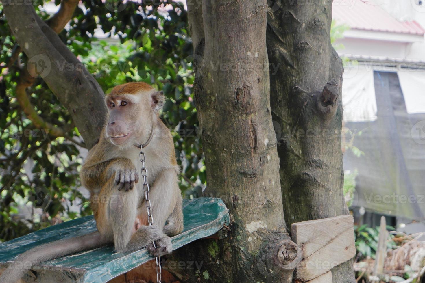 selective focus on a long-tailed monkey tied with an iron chain around its neck, a wild animal that is kept as a resident's pet photo