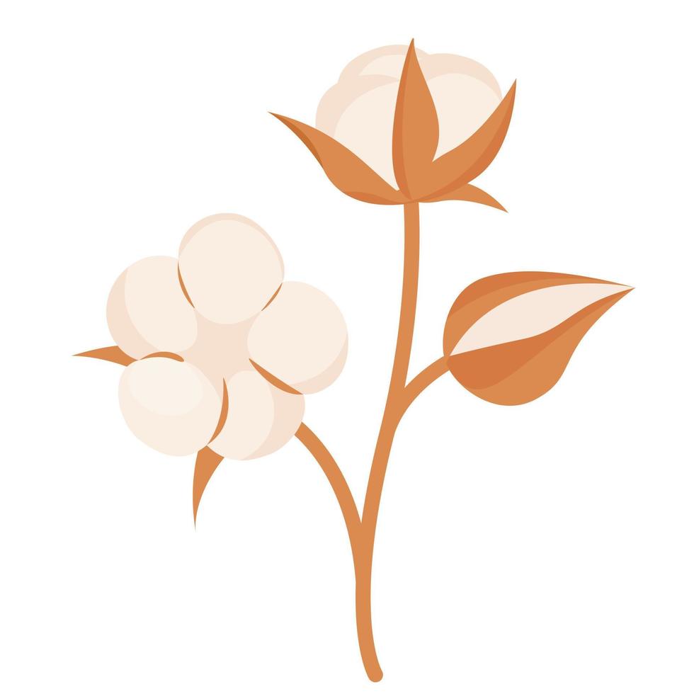 branch with cotton flowers vector