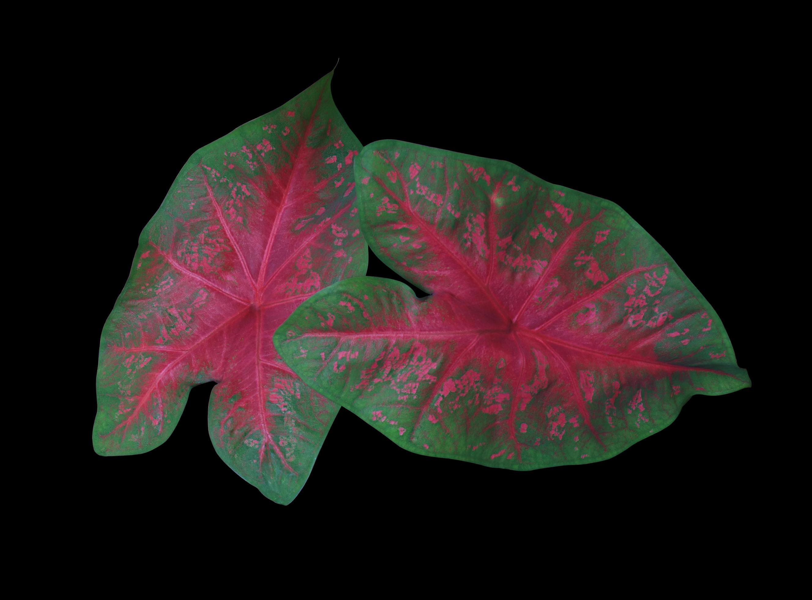 Caladium or Caladium Bicolor Vent leaf Close up exotic green and red Caladium or Caladium Bicolor Vent leaf Close up exotic green and red