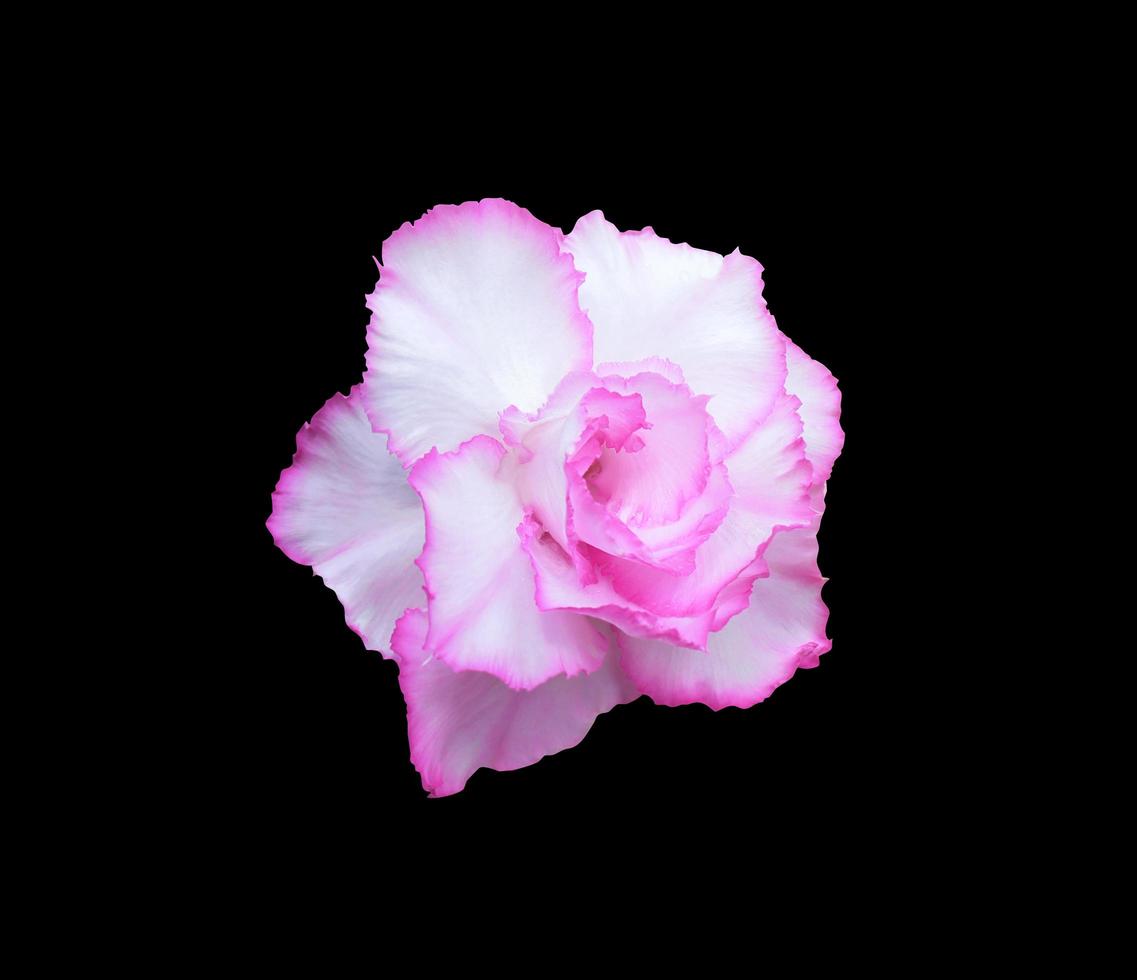 Impala Lily or Pink Bignonia or Mock Azalea or Desert Rose or Adenium obesum flower. Closeup single pink head azalea flower isolated on black background. photo