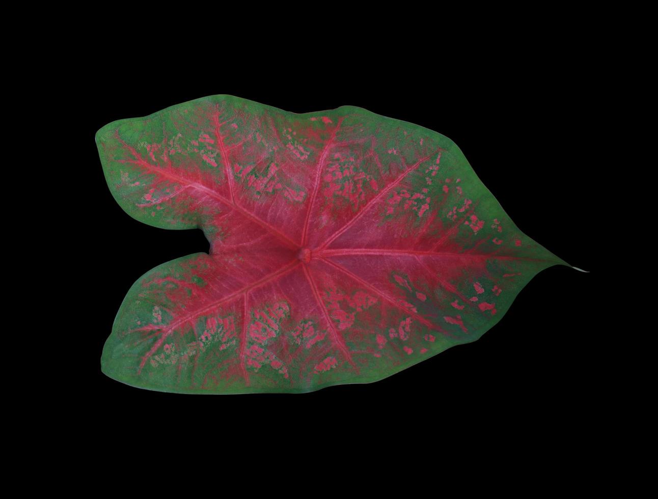 Caladium or Caladium Bicolor Vent leaf. Close up exotic green and red leaves isolated on black background. photo