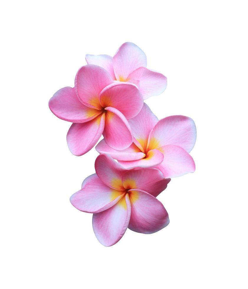 Plumeria or Frangipani or Temple tree flowers. Close up exotic pink plumeria flower bouquet isolated on white background. Top view pink frangipani bunch. photo