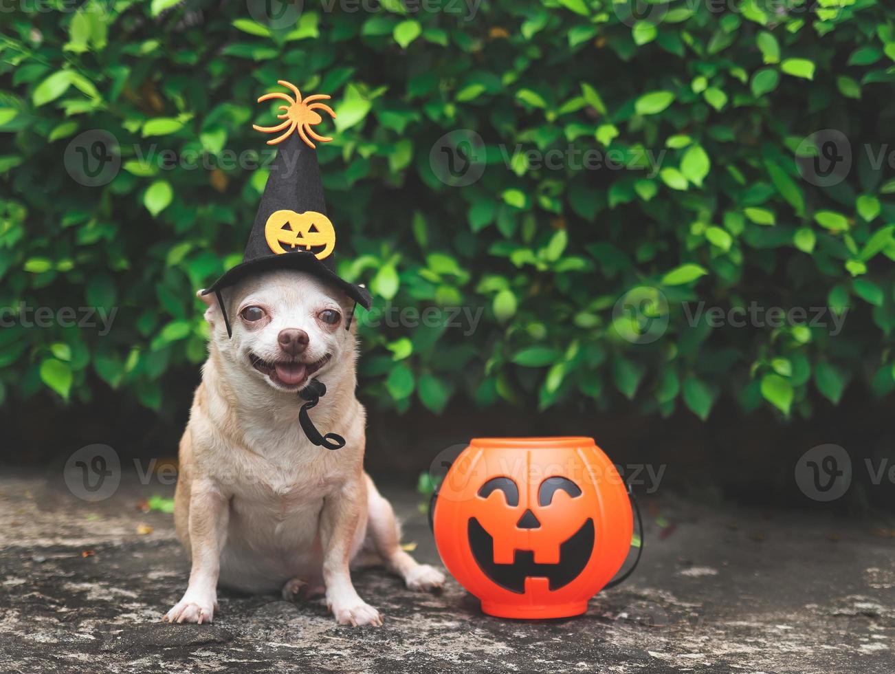 short hair  Chihuahua dog wearing Halloween witch hat decorated with pumpkin face and spider, sitting on cement floor in the garden  with plastic halloween pumkin basket. photo