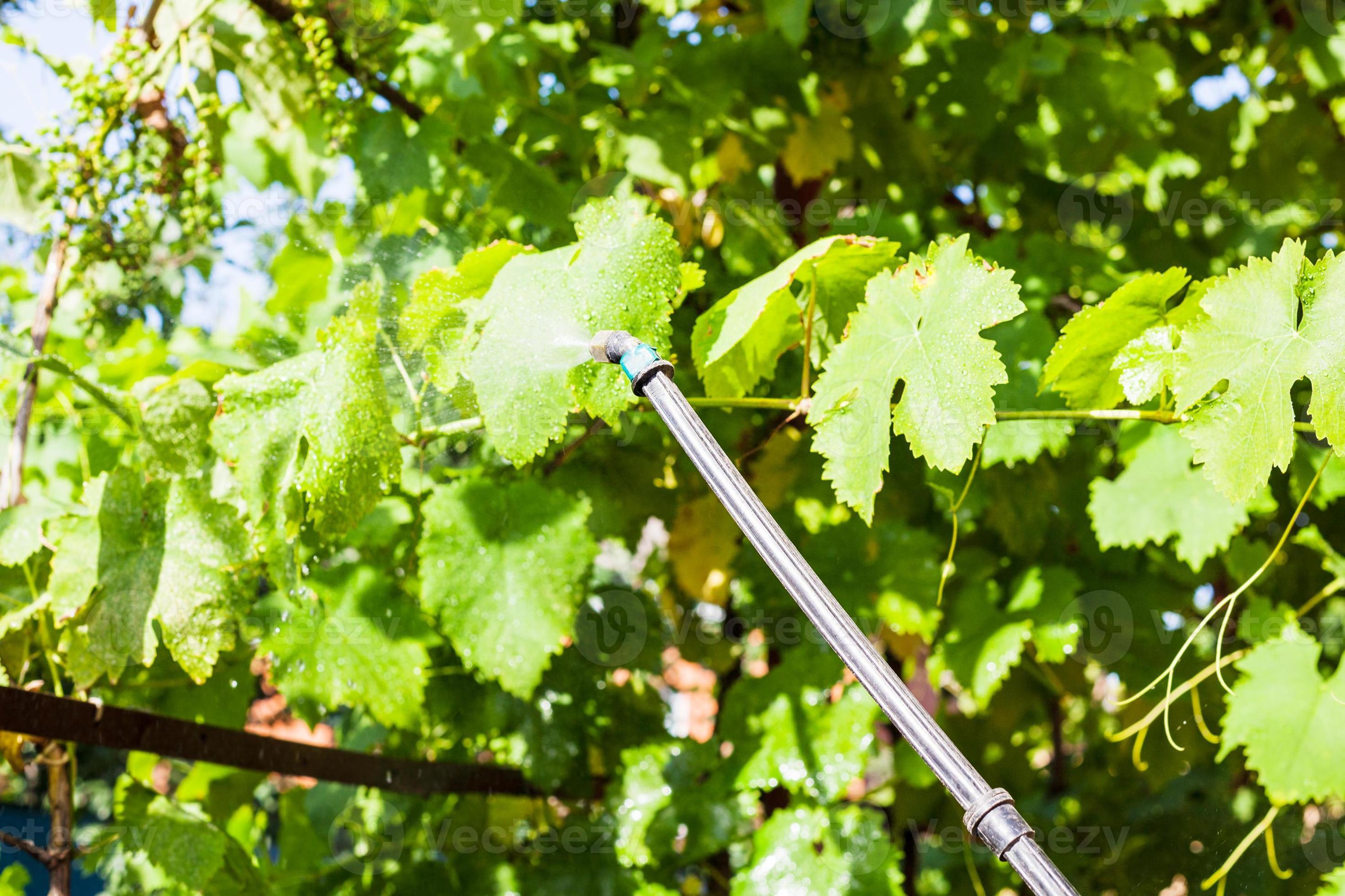 spraying of grape leaves by pesticide 11845827 Stock Photo at Vecteezy