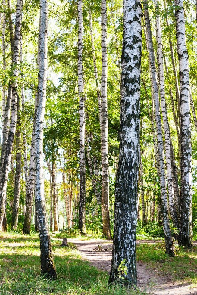 birch trees near path in forest in summer photo